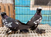 tiger bokharo trumpeters