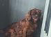 Cavapoos ready to reserve