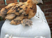 Silkie hybrid and Polish hybrid chicks 4 for £50