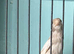 Jaspe raza canary with two hens