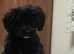 Cockapoo girl puppy available now