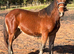 Beautiful Bay Colt