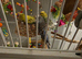 3 male adult budgies