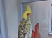 Super hand tamed baby cockatiels