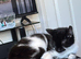 Black and white female cat