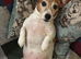 Jack Russell