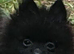 House trained black Pomeranian boy ready to leave