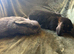 2 Quality mini lop girls for sale
