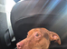 1 year old Ava needs loving home