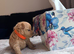 XS Tiny Maltipoo Korean & Asian lines