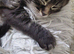 Maincoon cross