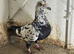 Roland jansen pigeon Tiger grizzle