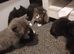7 beautiful kittens