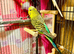 Young budgies