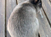 Purebred netherland dwarf