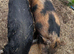 2 year old Kune Kune/Juliana intact boar