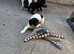 F1 Sprocker pups
