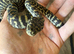 Baby zebra jungle carpet python