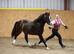 Top quality sec c colt can be gelded