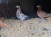 Tippler pigeons and equipment