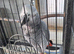Cock african gray