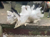 A beautiful pair of Fantail