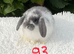 Pure bred mini lops