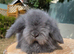 Teddywidder bunnies ready to go now