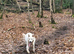 White Swiss shepherd for STUD only