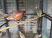 Pheasants