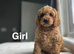 Beatrice lovely apricot girls and boys available