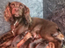 Kc reg cocker spaniel