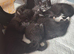 7 week kitten