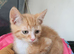 Ginger male available 3