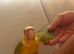 Silly tamed and super friendly 10 weeks old conures