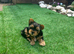 puppy biewer terrier