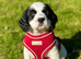 Gorgeous Sprocker Spaniel pups