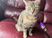 Adorable Kittens Ready for Loving Homes