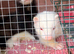 Two Male Ferret Kits