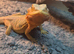 2 year old bearded dragon