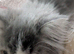 Persian kitten