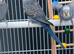 &ldquo;Beautiful Budgie Mutations