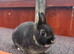 Beautiful black otter Netherland dwarf