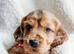 Miniature golden retrievers( Dakota sport retrievers)