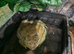 Adult Male African BullFrog