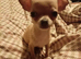 Chihuahua pups