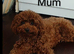 Adorable Asian red toy poodles