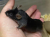 Baby male fancy mice for sale