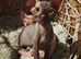 Sphynx kittens with 5 generation certificate
