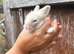Lionlop babies